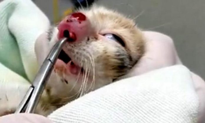 Le vétérinaire insère des pinces dans le nez de ce chaton, puis ce qu'il en sort? J'ai mal pour lui!
