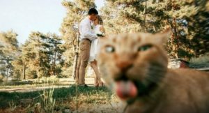 20 photos magnifiques complètement ruinées par des chats, la sixième est hilarante! │ MiniBuzz