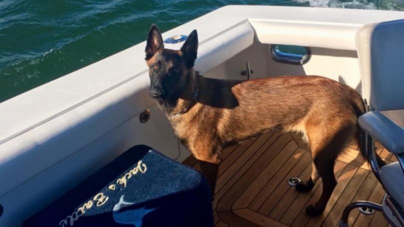 Tombé d’un bateau, un chien nage 10 kilomètres et marche 19 kilomètres pour retrouver sa famille