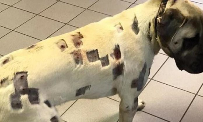 Les vétérinaires sont horrifiés par ce que ce chien a subi, c'est indescriptible.