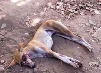 Ce chien rampe dans un jardin pour mourir, mais regardez bien ce qu'il lui arrive ensuite!