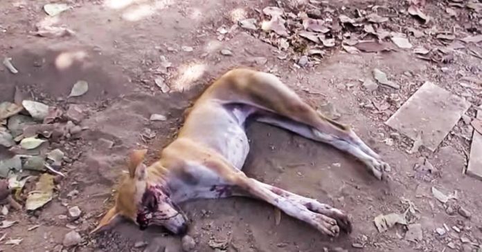 Ce chien rampe dans un jardin pour mourir, mais regardez bien ce qu'il lui arrive ensuite!