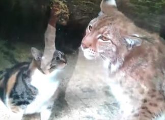 Un chat tombe dans l'enclos d'un lynx, ce qui se produit ensuite laisse les responsables du zoo sans mots!