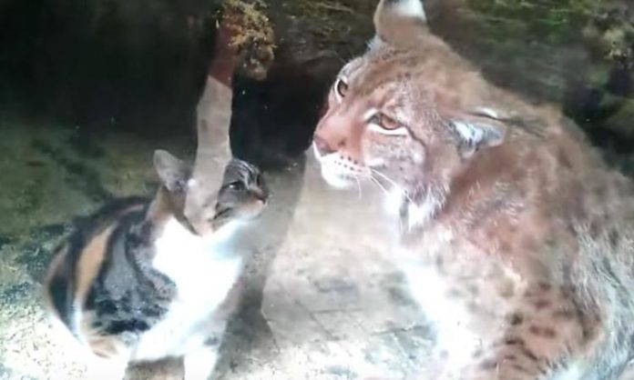 Un chat tombe dans l'enclos d'un lynx, ce qui se produit ensuite laisse les responsables du zoo sans mots!