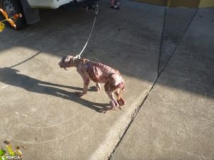 Cette pauvre chienne a dû être euthanasiée car ses maîtres ne l'ont pas nourrie depuis 1 mois │MiniBuzz