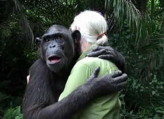 L'incroyable et magnifique geste d'un chimpanzé pour Jane Goodall