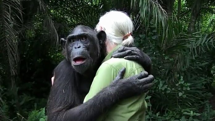 L'incroyable et magnifique geste d'un chimpanzé pour Jane Goodall