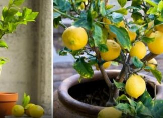 Avec une seule graine, vous pouvez avoir une réserve infinie de citrons à la maison. Voici quoi faire! │ MiniBuzz