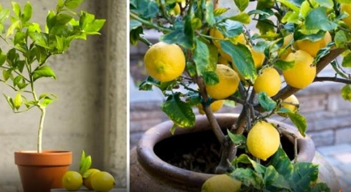 Avec une seule graine, vous pouvez avoir une réserve infinie de citrons à la maison. Voici quoi faire!