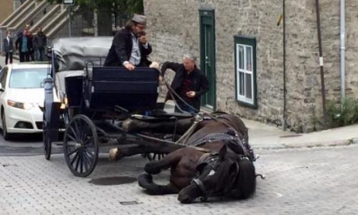 Un cheval chute tête première dans le Vieux-Québec, ce que le cocher fait est inexcusable!