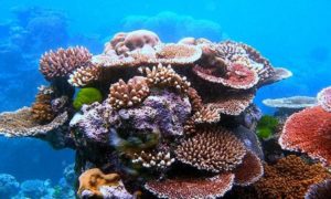 La Grande barrière de corail est déclarée morte après 25 millions d’année d’existence │ MiniBuzz