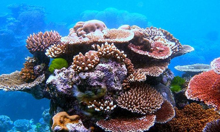 La Grande barrière de corail est déclarée morte après 25 millions d’année d’existence