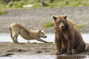 Donald Trump vient d'autoriser le massacre des ours et des loups et même de leurs bébés! │ MiniBuzz