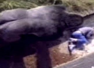 En 1986, un garçon de 5 ans était tombé dans un enclos à gorilles, voici ce que le gorille a fait! │MiniBuzz