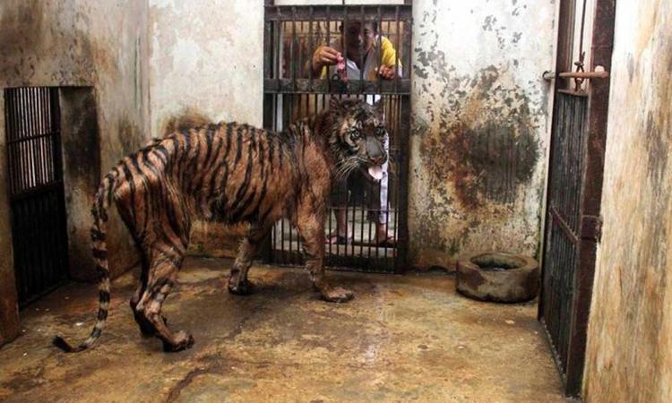 Le gardien tend un minuscule morceau de viande à ce tigre, une torture insoutenable quand on voit l’ensemble du zoo!