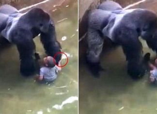 Une nouvelle vidéo montre le gorille tenir les mains du garçon qui était tombé dans son enclos! │MiniBuzz