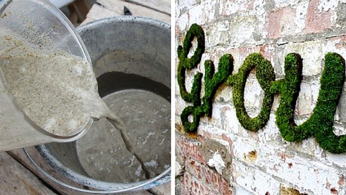Comment faire du graffiti en mousse végétale ? Voici le tuto !
