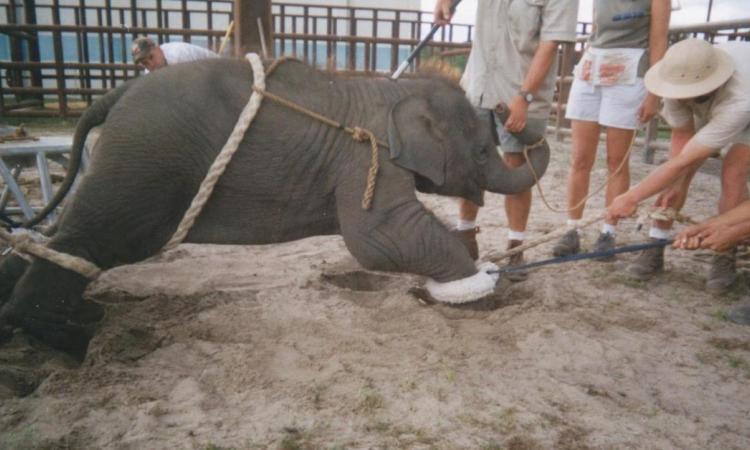 Dès sa naissance, ils maltraitent cet éléphanteau avec des lames, mais l’horreur est loin de s’arrêter là…