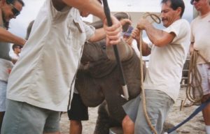 Dès sa naissance, ils maltraitent cet éléphanteau avec des lames, mais l'horreur est loin de s'arrêter là...│MiniBuzz
