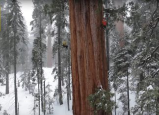 l'arbre du séquoia
