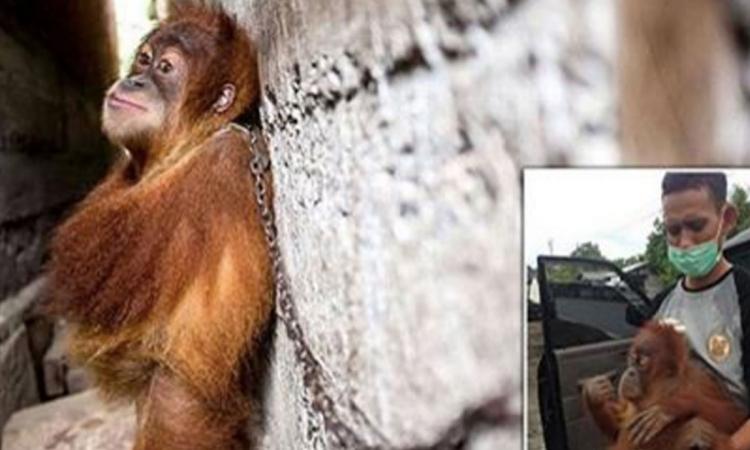 Un bébé orang outan enchainé à un mur pendant un an afin de divertir les gens qui l’ont capturé