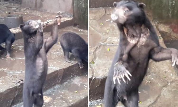 Un ours squelettique affamé supplie les visiteurs du zoo de le nourrir !