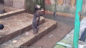 Un ours squelettique affamé supplie les visiteurs du zoo de le nourrir ! │MiniBuzz