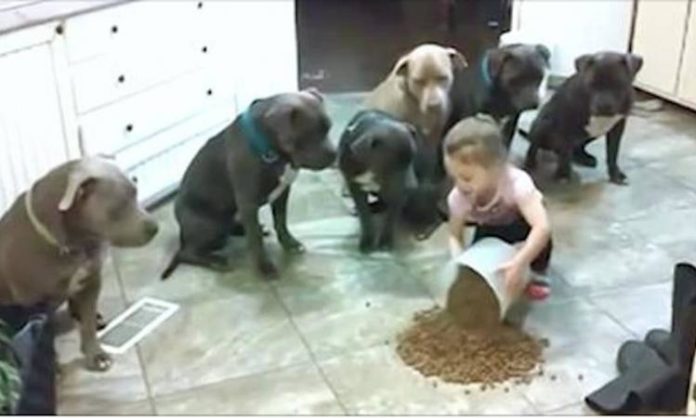 Cette petite fille nourrit une meute de pitbulls affamés, puis regardez bien ce que font les chiens!