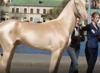 Voici le plus beau cheval du monde ! Il surprend les experts avec son pelage ! │ MiniBuzz