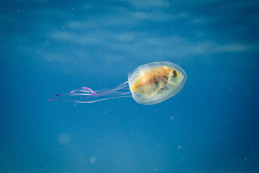 Australie : un poisson coincé dans le corps d'une méduse !
