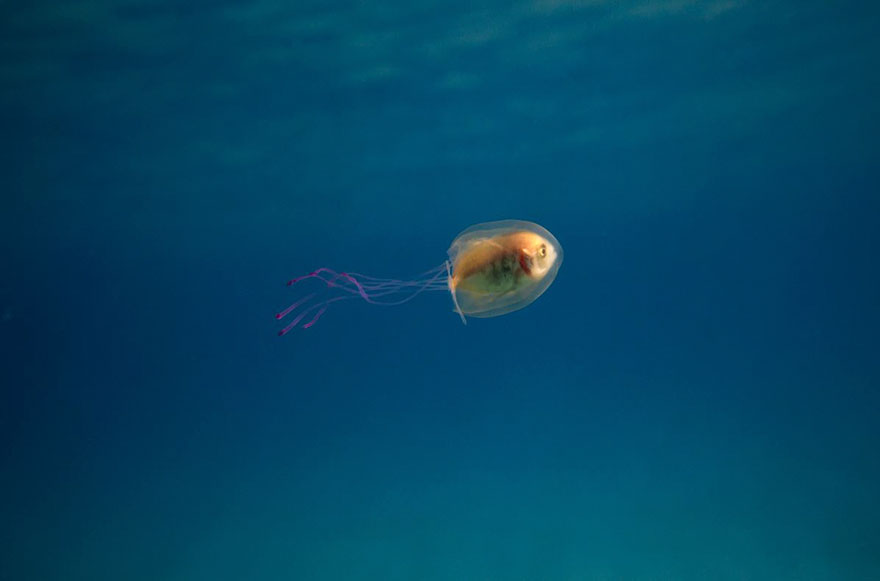 Australie : un poisson coincé dans le corps d'une méduse !