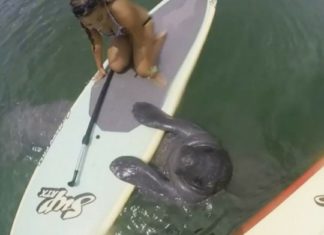 Une rencontre étonnante avec un lamantin dans les eaux de Floride