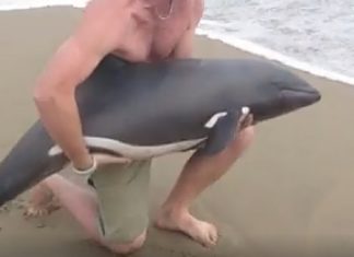Échoué seul sur la plage, un jeune dauphin est sauvé par un homme