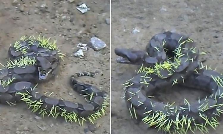 Un serpent tente de manger un porc-épic et ce qui lui arrive est affreux !