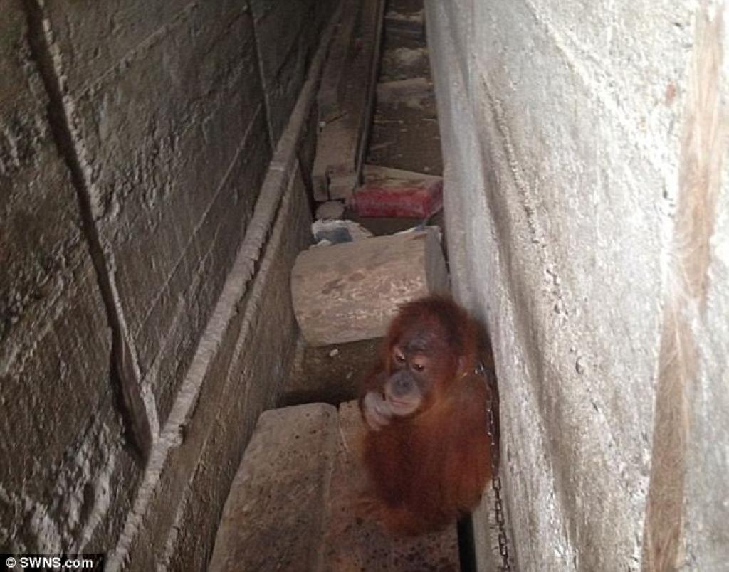 Un bébé orang outan enchainé à un mur pendant un an afin de divertir les gens qui l'ont capturé
