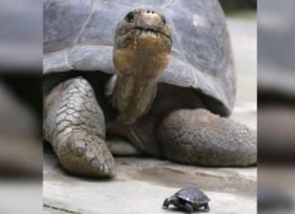 Une tortue de 80 ans met au monde un petit bébé, mais une surprise attend les employés du zoo!